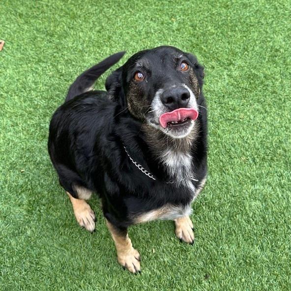 Enlarge Suzie, a Adoptable mixed breed in Coos Bay, OR image 1/2