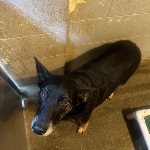 Enlarge Suzie, a Adoptable mixed breed in Coos Bay, OR image 2/2