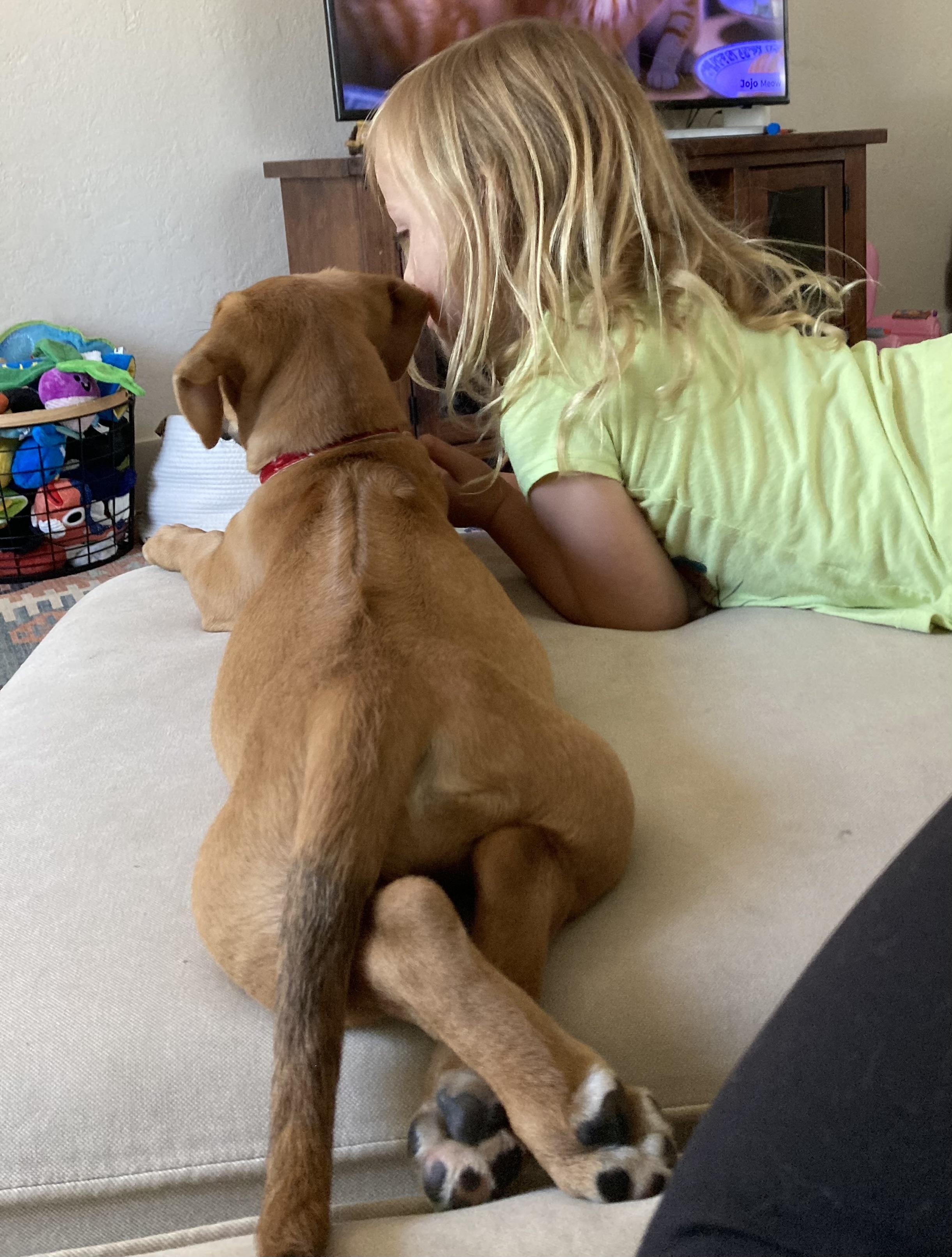 Enlarge PIPER, a Adopted mixed breed in Oroville , CA image 1/3