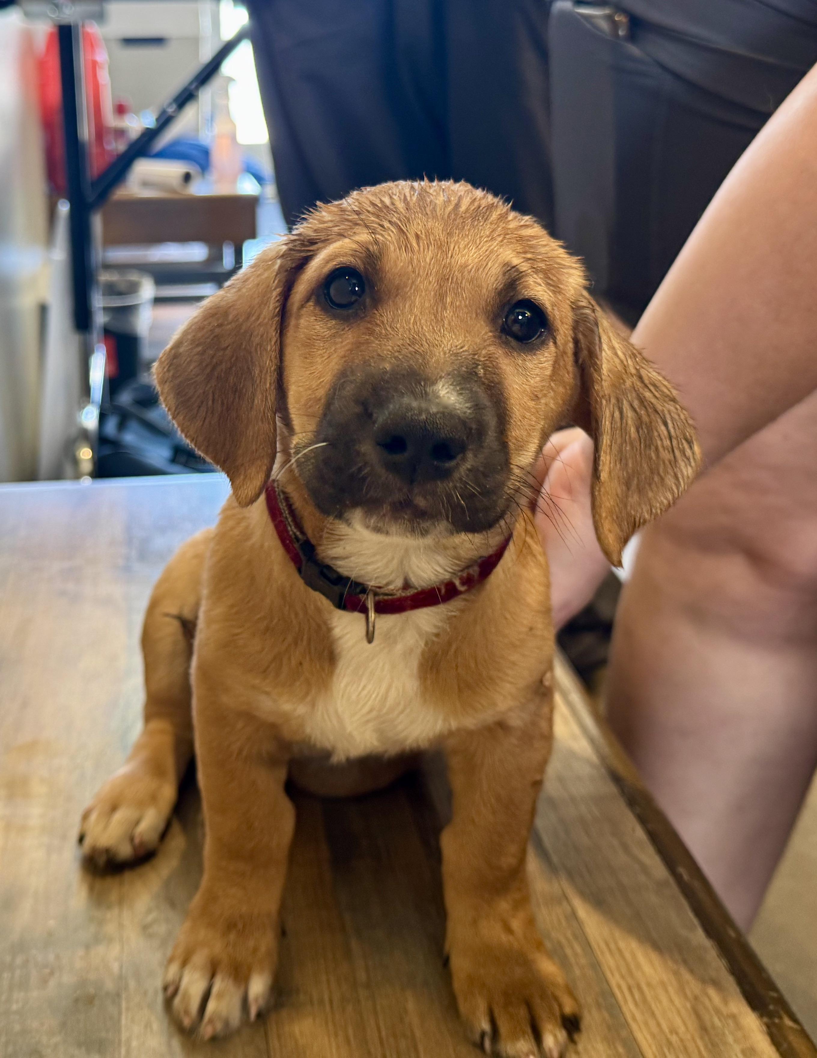 Enlarge PIPER, a Adopted mixed breed in Oroville , CA image 3/3