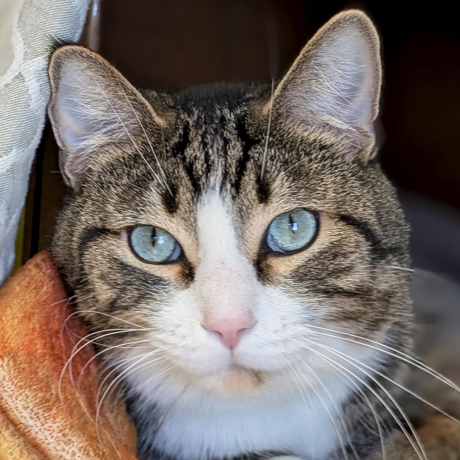 Ramon, ADOPTABLE, Adult Male Domestic Short Hair.
