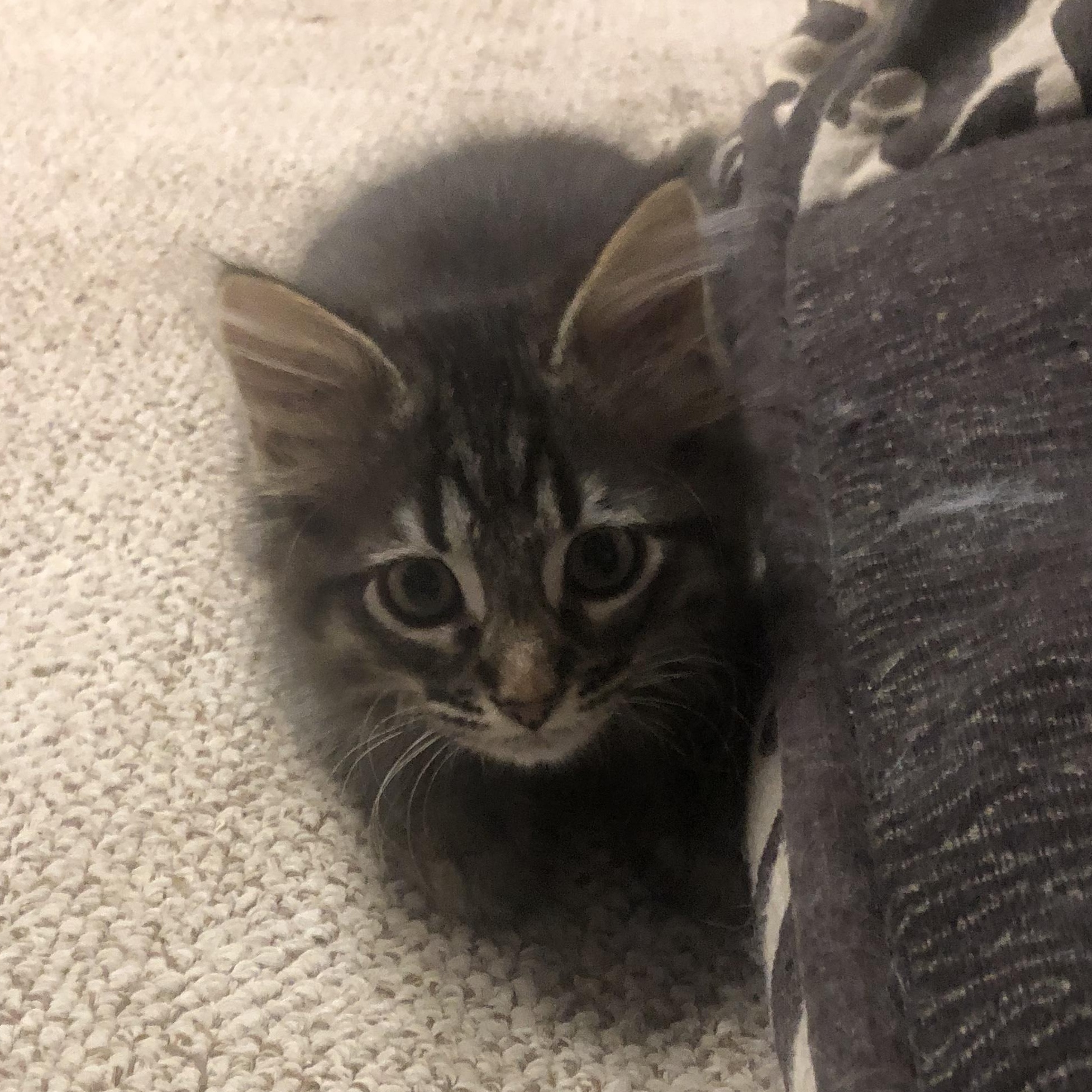 Mac, an adopted Domestic Medium Hair in Garden City, MI image 3/4