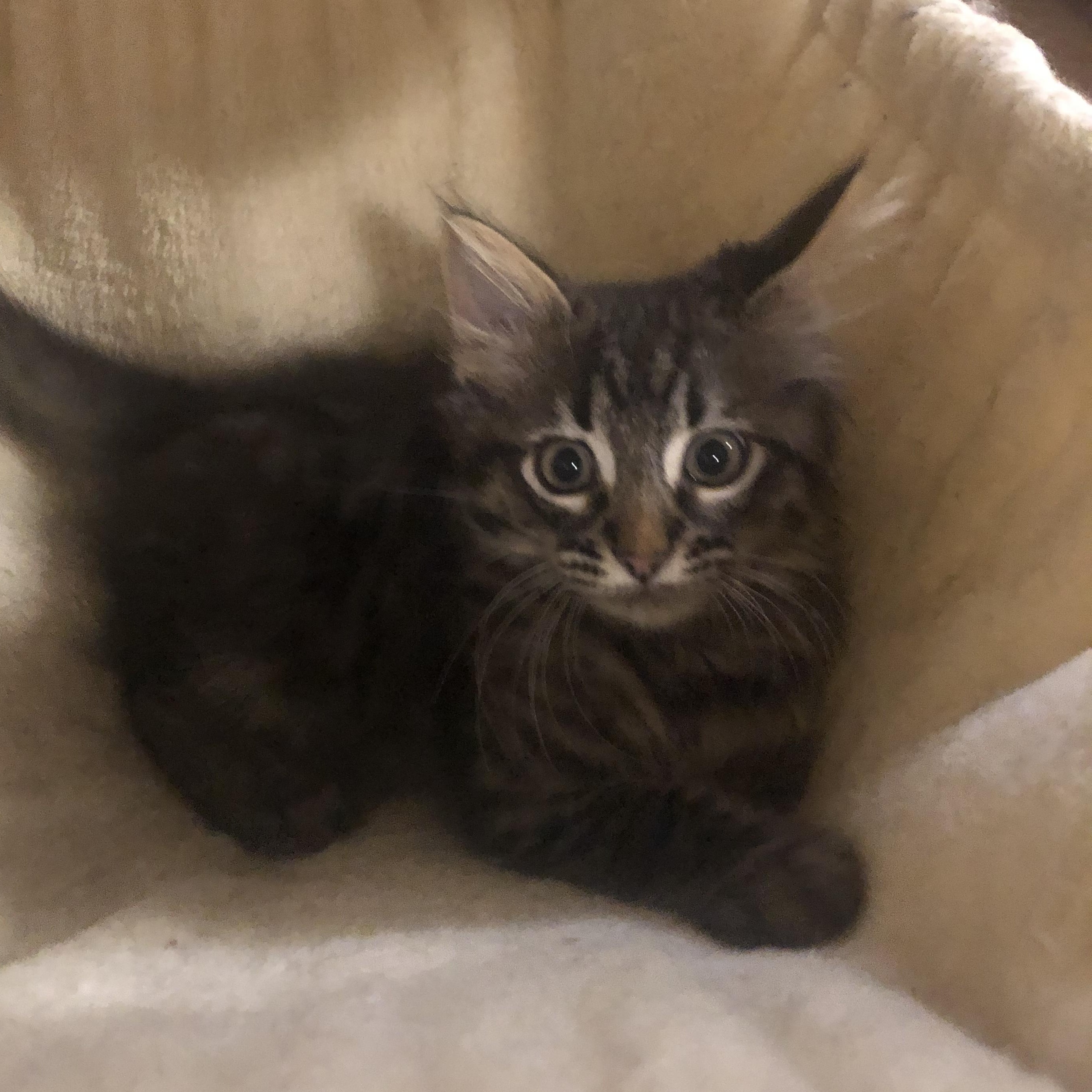 Mac, an adopted Domestic Medium Hair in Garden City, MI image 4/4