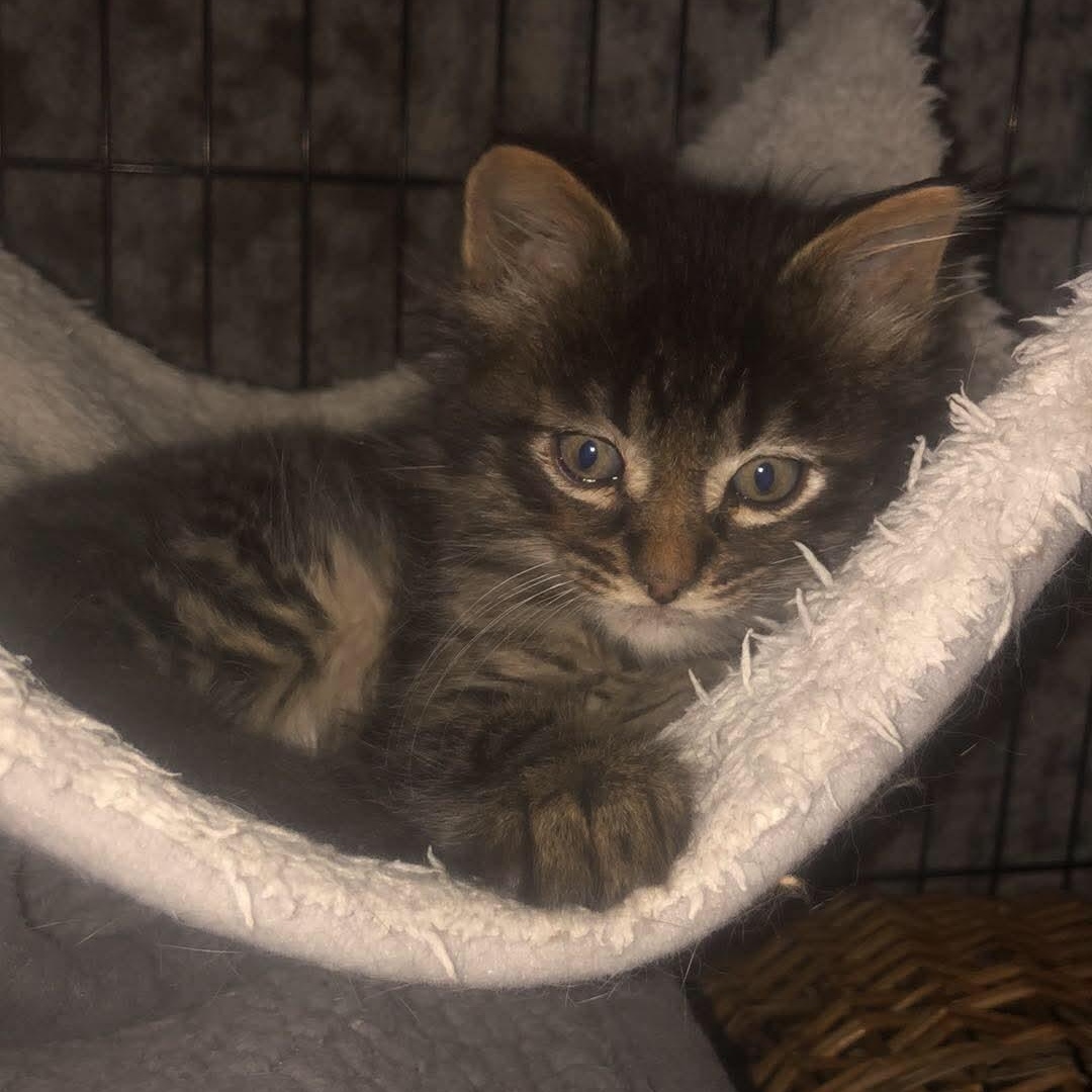 Mac, adopted, Kitten Male Domestic Medium Hair.