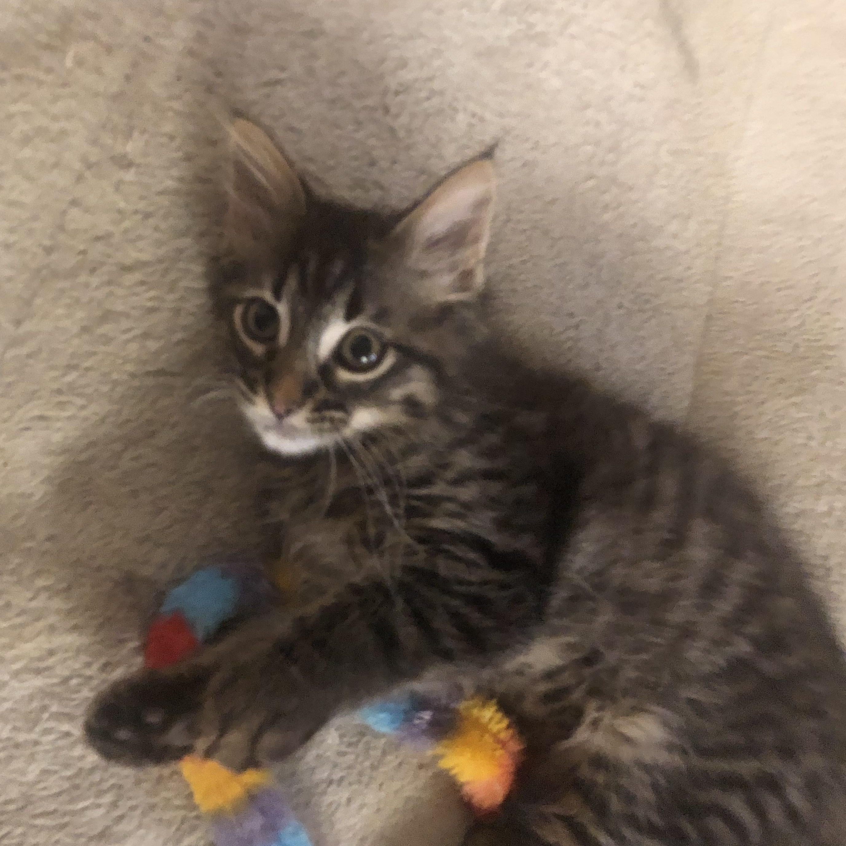 Mac, an adopted Domestic Medium Hair in Garden City, MI image 2/4