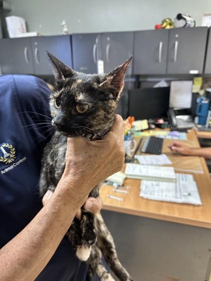 Kira, Adoptable, Adult Female Domestic Short Hair & Domestic Short Hair.