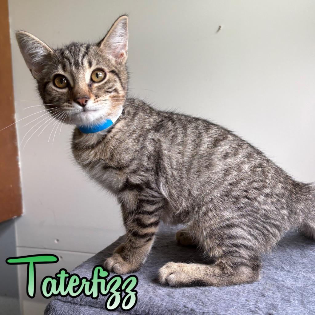 Taterfizz, Adoptable, Kitten Male Domestic Short Hair.