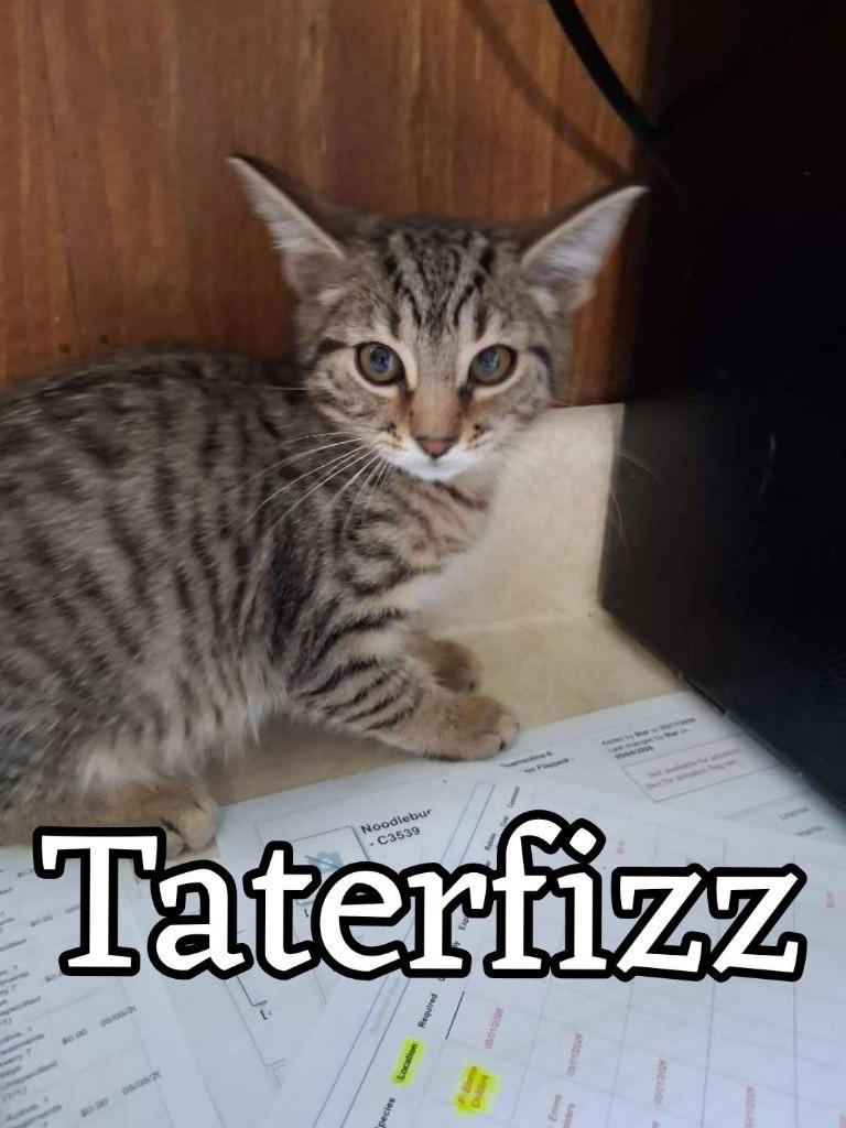 Taterfizz, Adoptable, Kitten Male Domestic Short Hair.