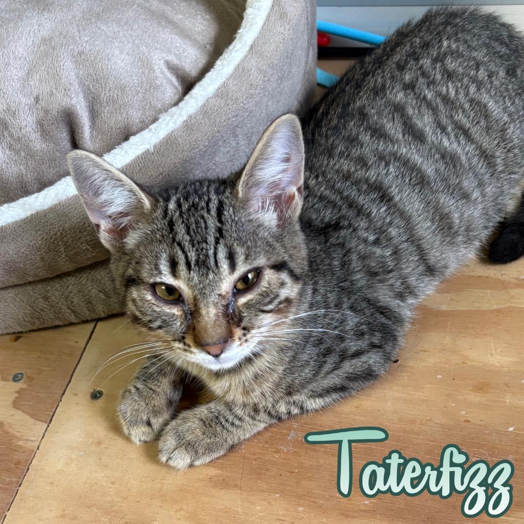 Taterfizz, a Adoptable Domestic Short Hair in Hillsboro, OH image 3/3
