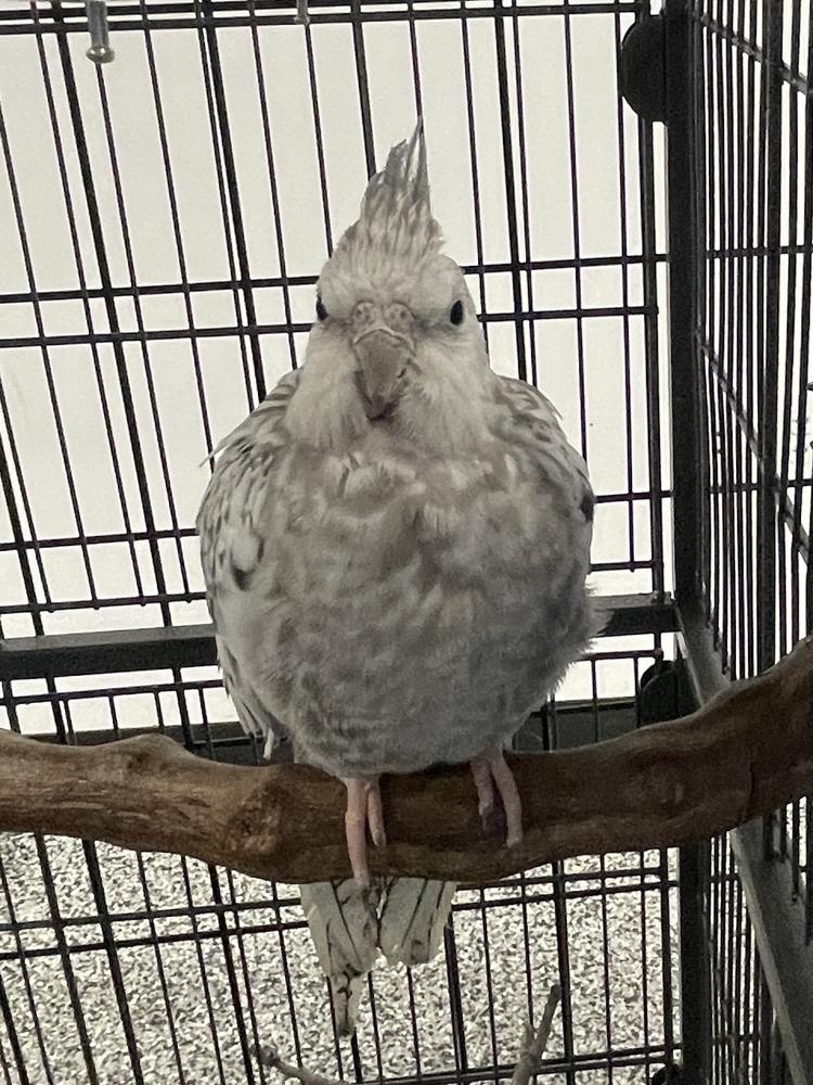 Enlarge Motunui, a Adopted Cockatiel in Troy, VA image 1/2
