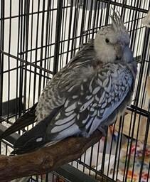 Enlarge Motunui, a Adopted Cockatiel in Troy, VA image 2/2