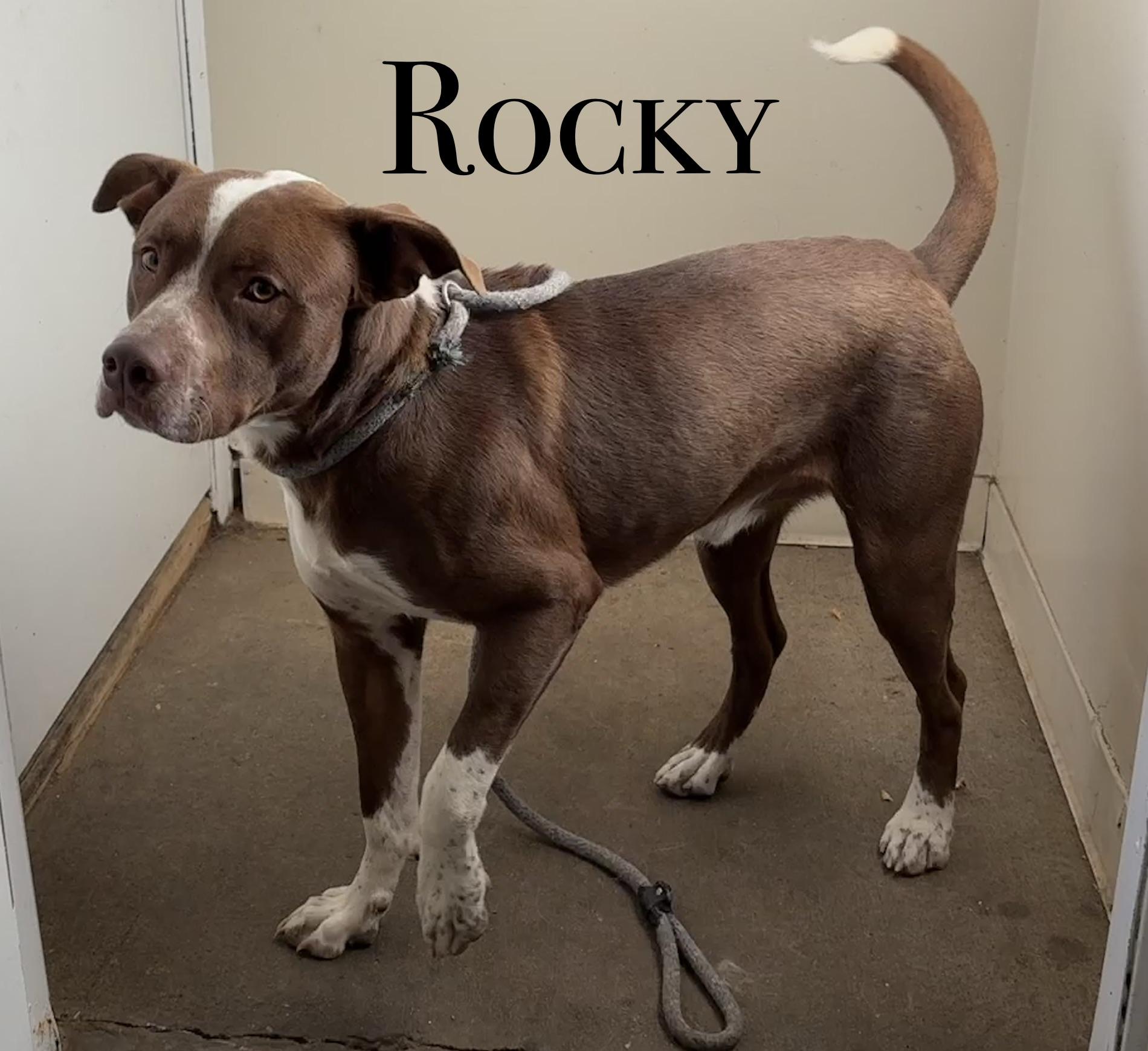 Rocky, Adoptable, Adult Male Pit Bull Terrier.