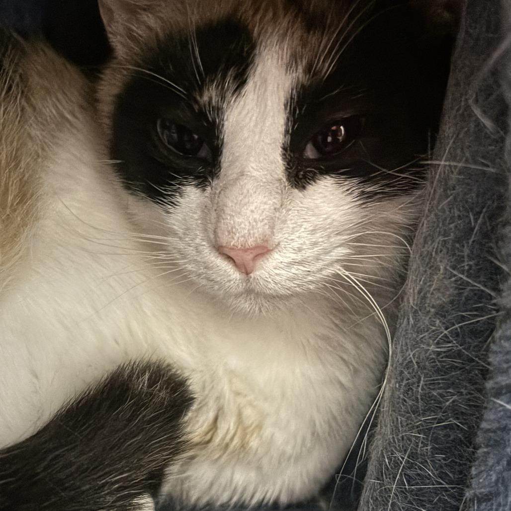 Enlarge Judy, a Adoptable Domestic Short Hair in Enterprise, AL image 1/1