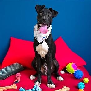 Enlarge Bobo, a Adoptable mixed breed in Weatherford, TX image 1/4