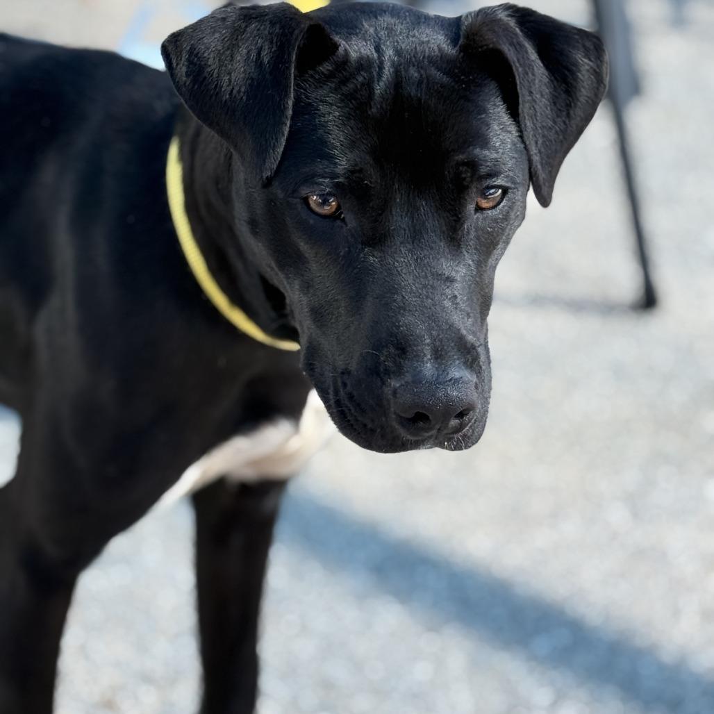 Enlarge Bobo, a Adoptable mixed breed in Weatherford, TX image 2/5