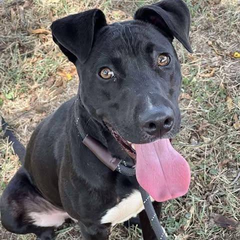 Enlarge Bobo, a Adoptable mixed breed in Weatherford, TX image 2/4