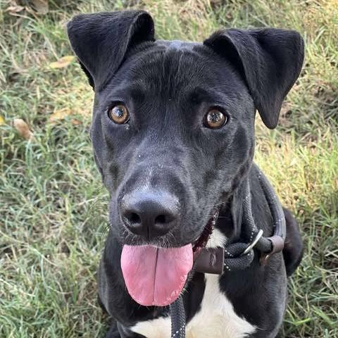 Enlarge Bobo, a Adoptable mixed breed in Weatherford, TX image 3/4