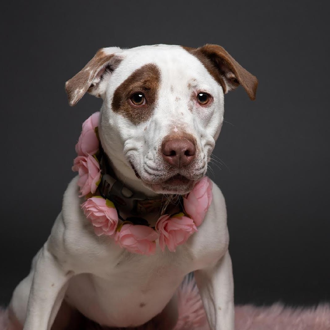 Otter - 100% Sponsored Adoption, Adoptable, Young Female Terrier.