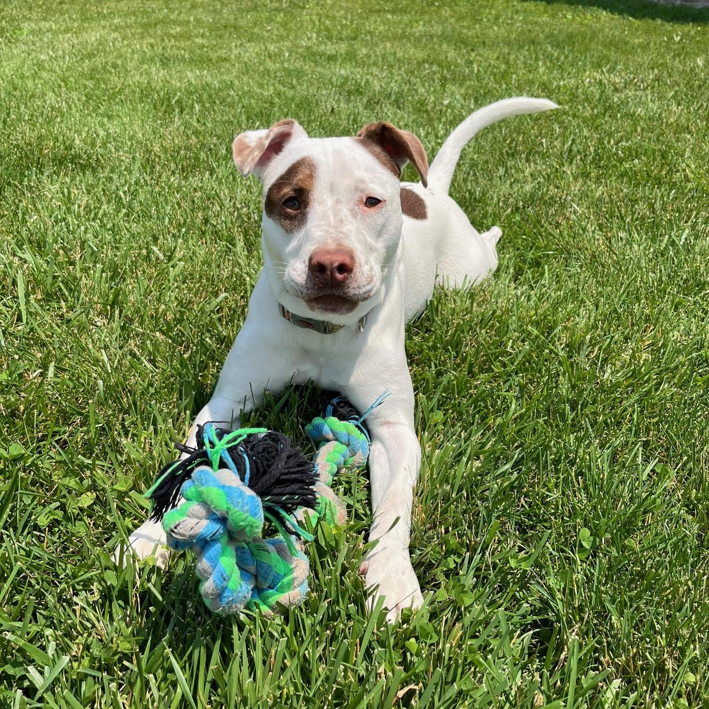 Otter - 100% Sponsored Adoption, a Adoptable mixed breed in West Jefferson, OH image 4/5