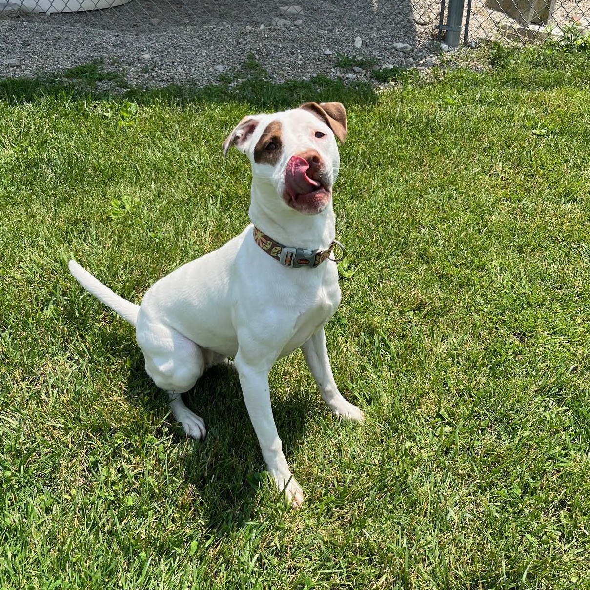 Otter - 100% Sponsored Adoption, a Adoptable mixed breed in West Jefferson, OH image 3/5