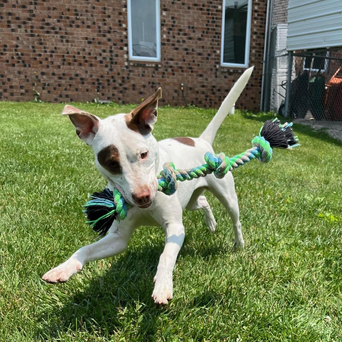 Otter - 100% Sponsored Adoption, a Adoptable mixed breed in West Jefferson, OH image 5/5