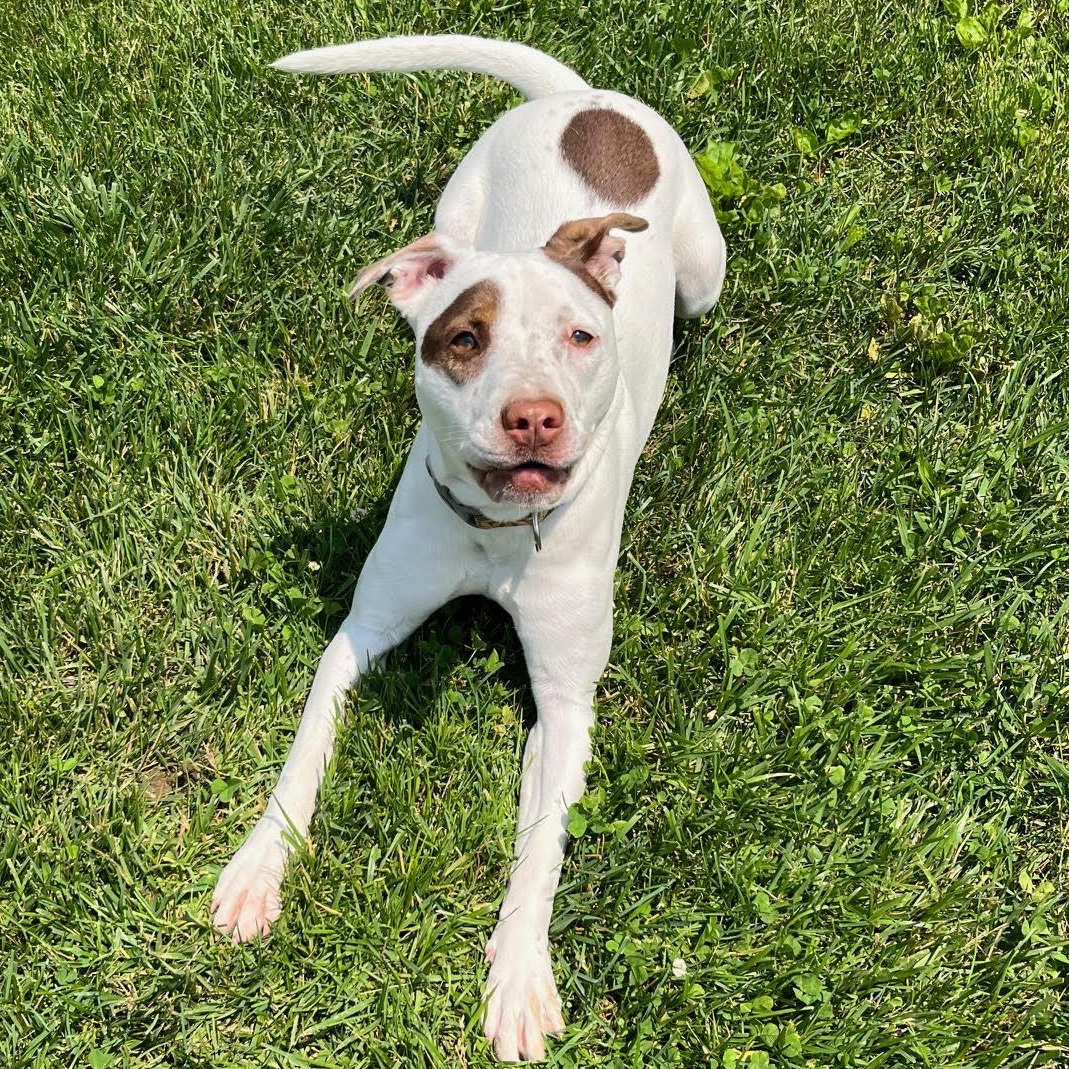 Otter - 100% Sponsored Adoption, a Adoptable mixed breed in West Jefferson, OH image 2/5