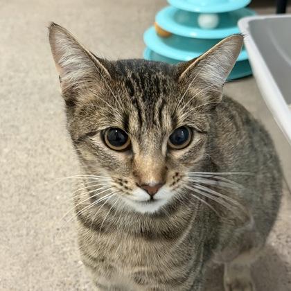 Enlarge Melinda, a Adoptable mixed breed in San Francisco, CA image 2/3