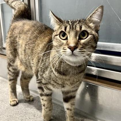 Enlarge Melinda, a Adoptable mixed breed in San Francisco, CA image 3/3