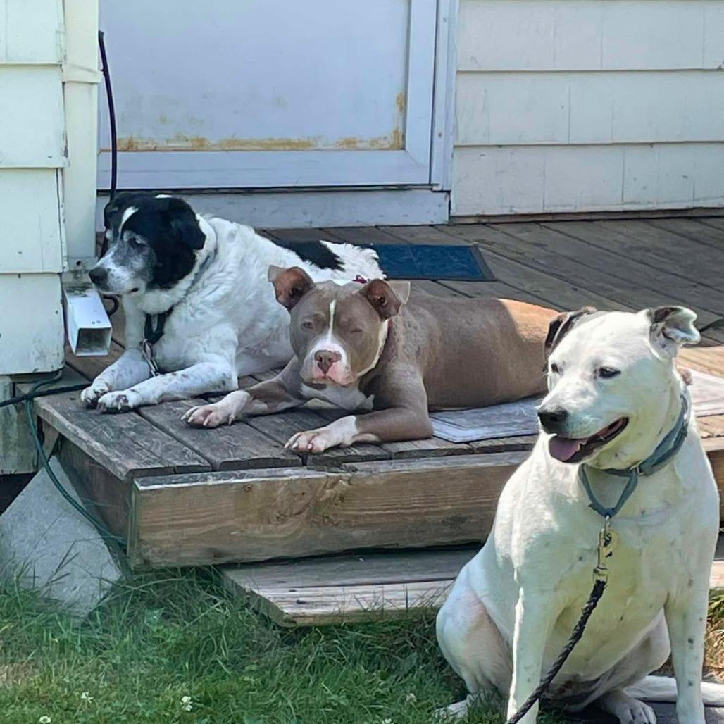 Enlarge Joy, a Adoptable Mixed Breed in South Portland, ME image 2/5