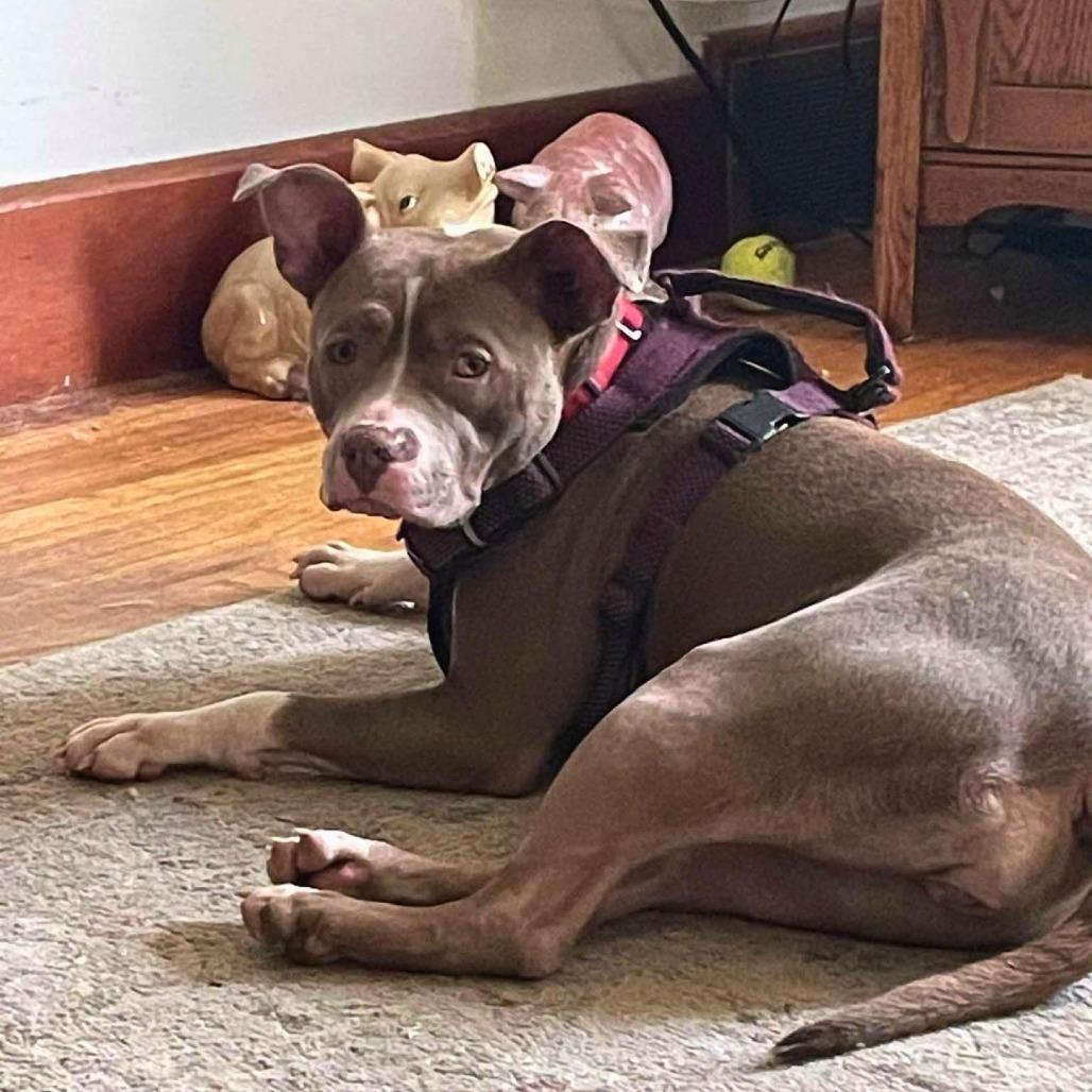 Enlarge Joy, a Adoptable Mixed Breed in South Portland, ME image 5/5