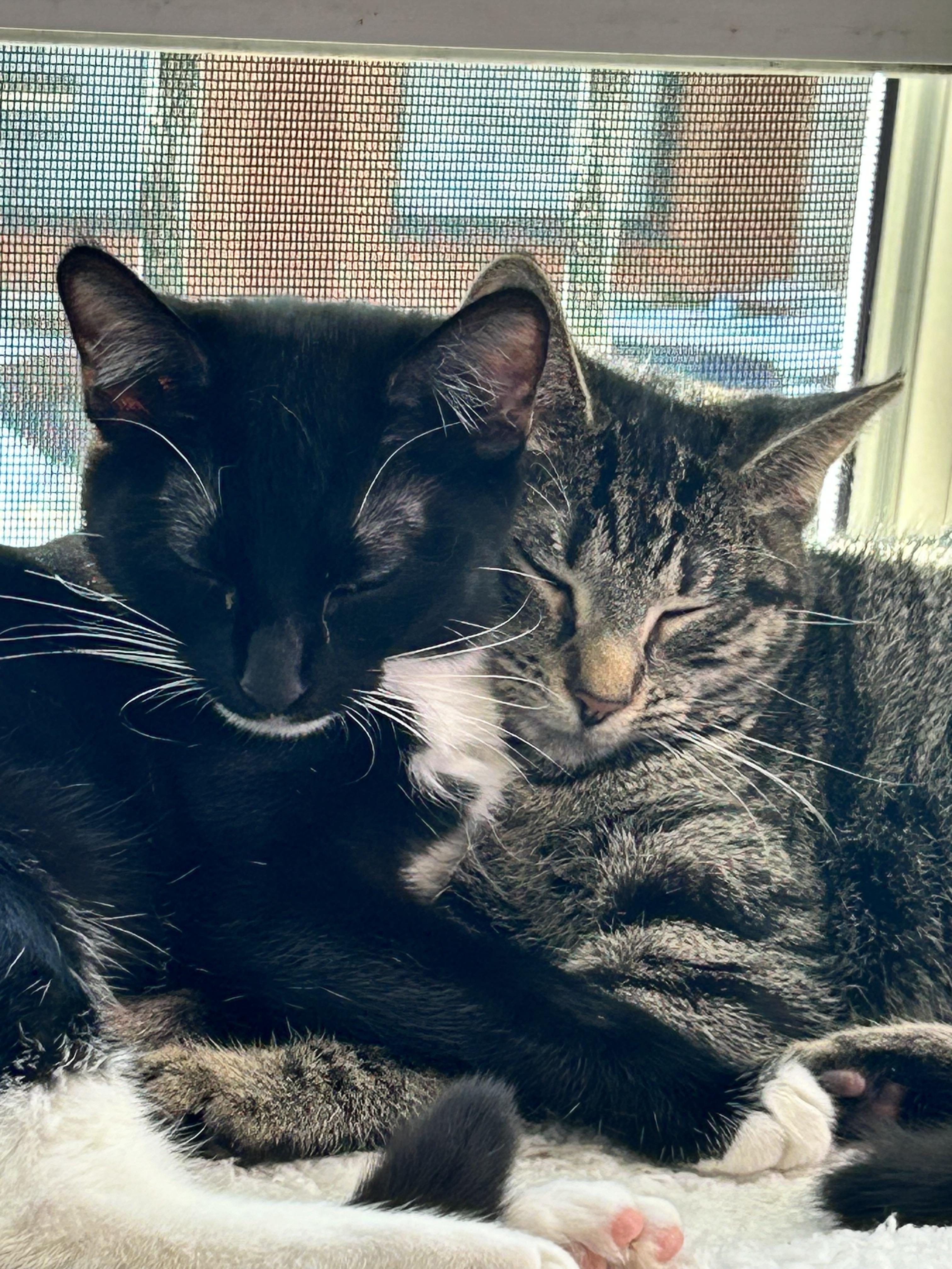 Jane, Adoptable, Adult Female Tabby.