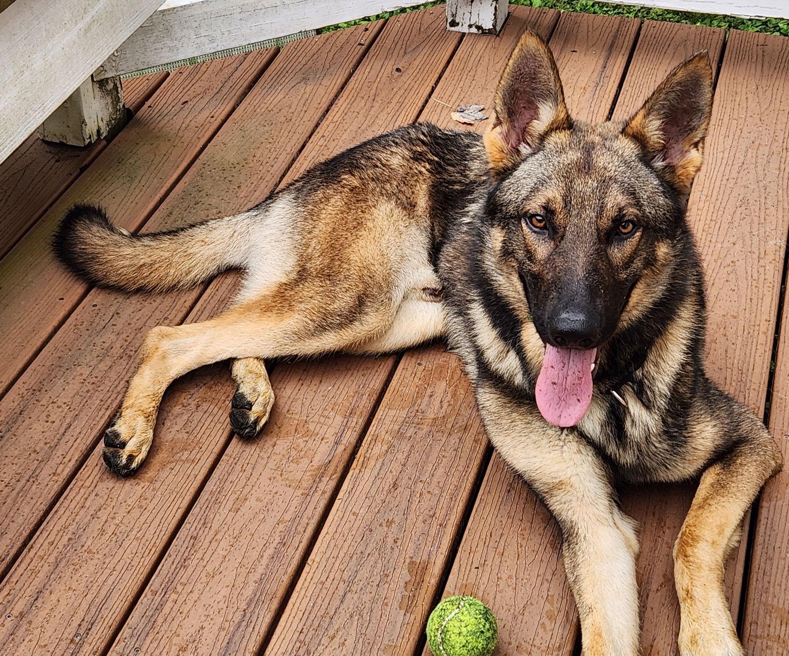 Enlarge Peanut 7265, a Adoptable German Shepherd Dog in Centreville, VA image 1/1