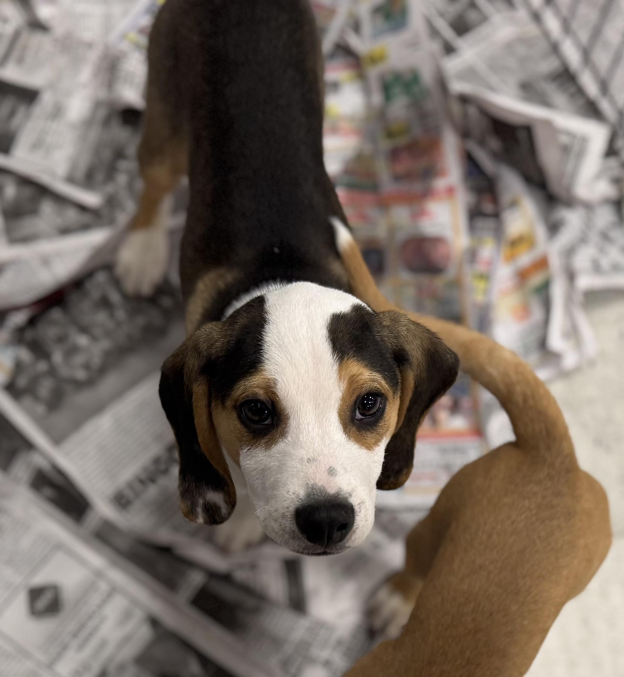 Enlarge Morgan, an adopted Beagle in Washington, MO image 4/4