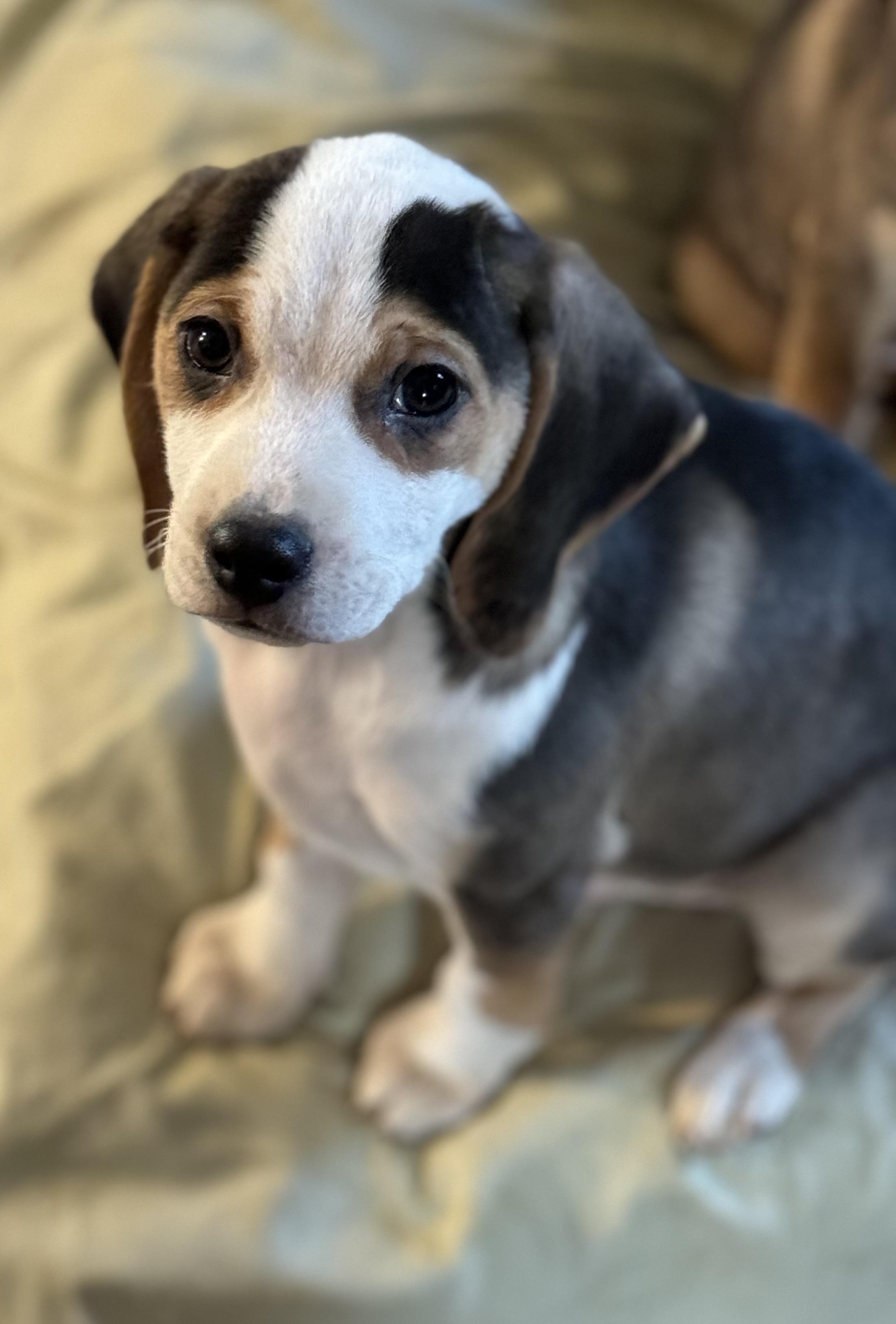 Morgan, ADOPTABLE, Puppy Male Beagle.