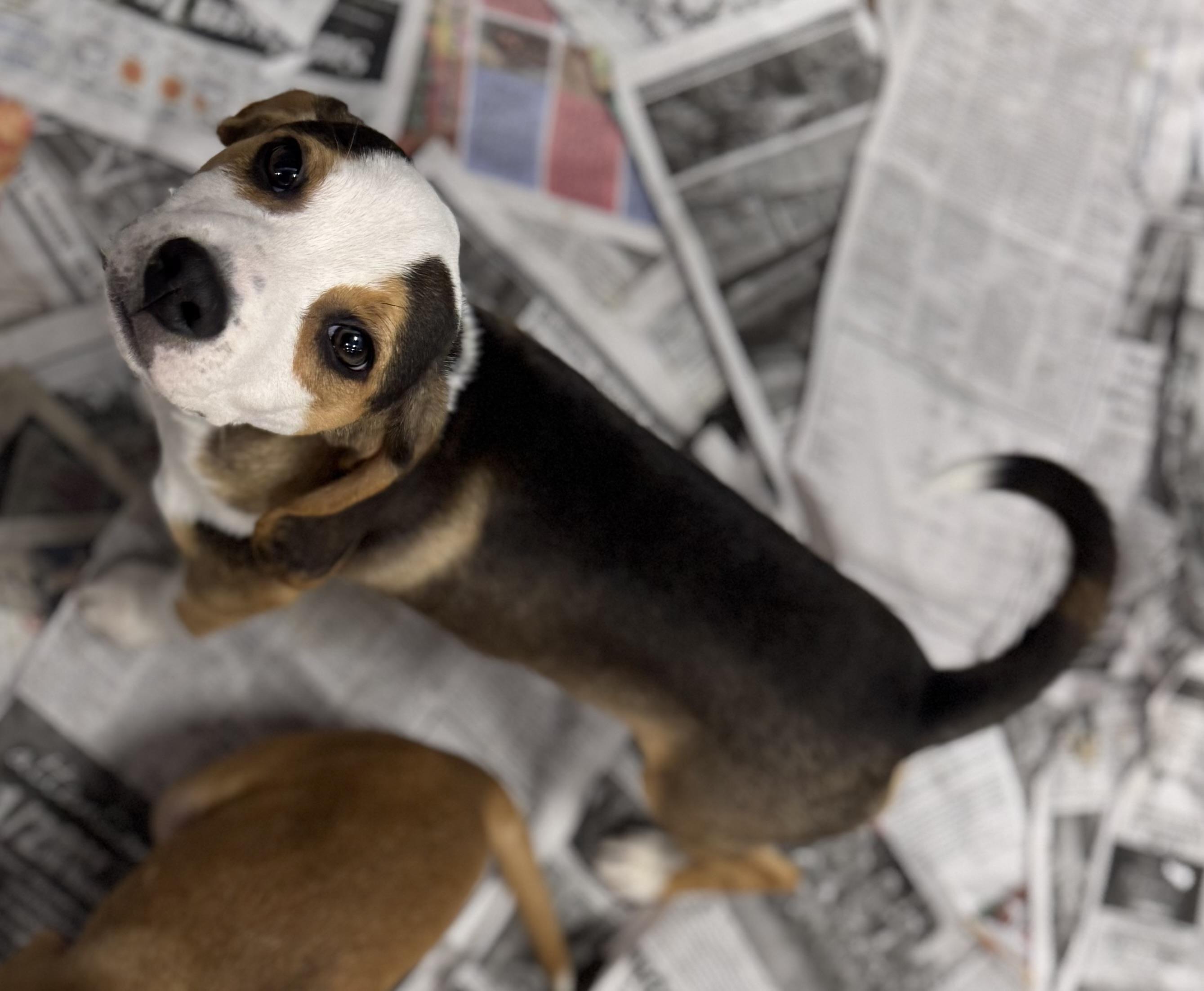 Enlarge Morgan, an adopted Beagle in Washington, MO image 3/4