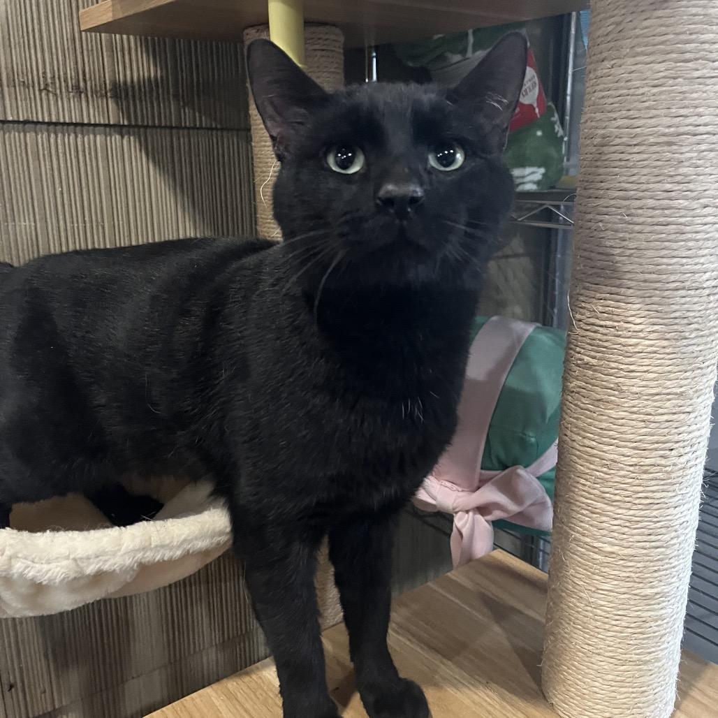 Nugget, Adoptable, Young Male Domestic Short Hair.