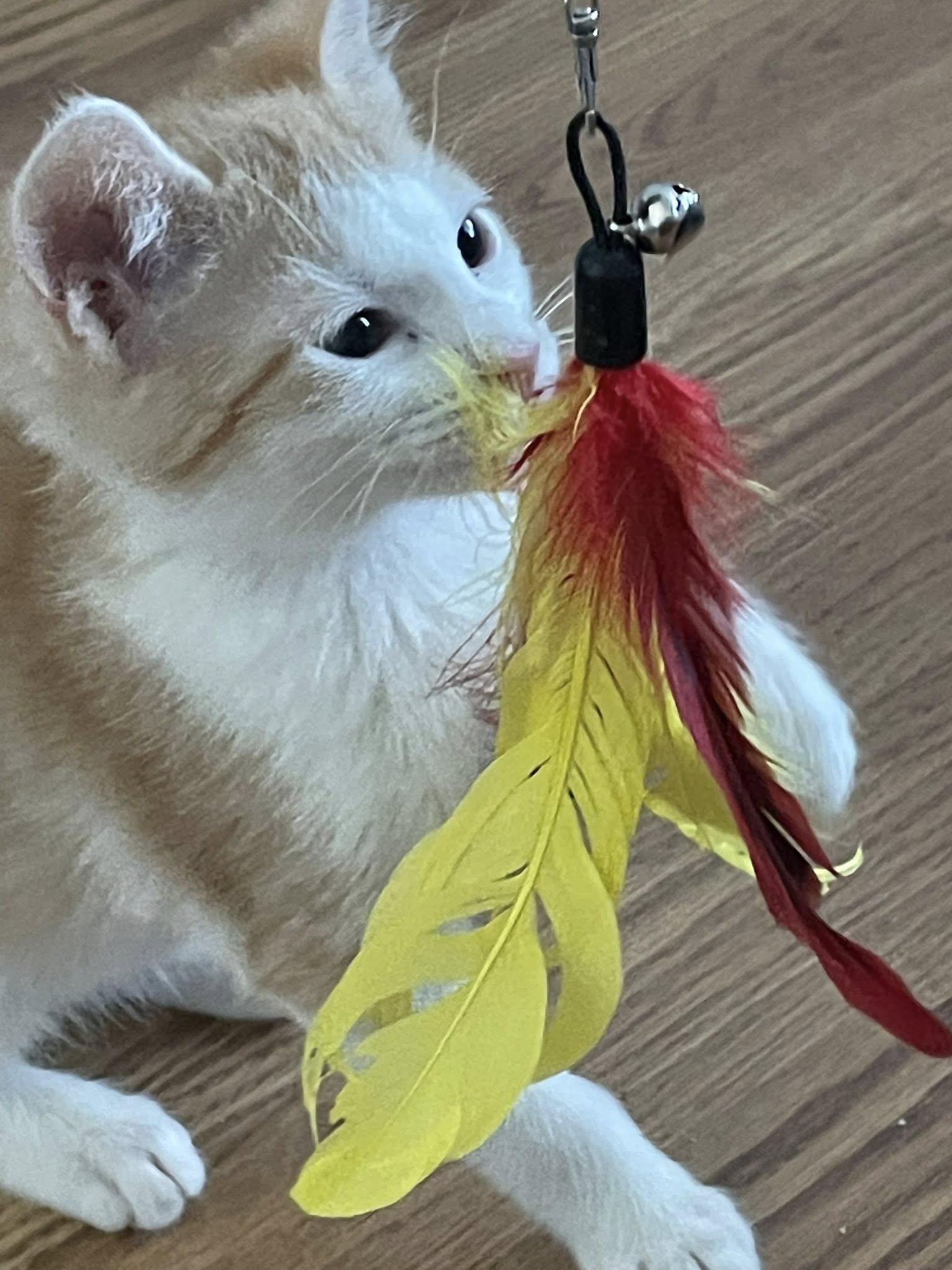 Enlarge Wesley, an adopted Domestic Short Hair in Concord, NC image 2/4