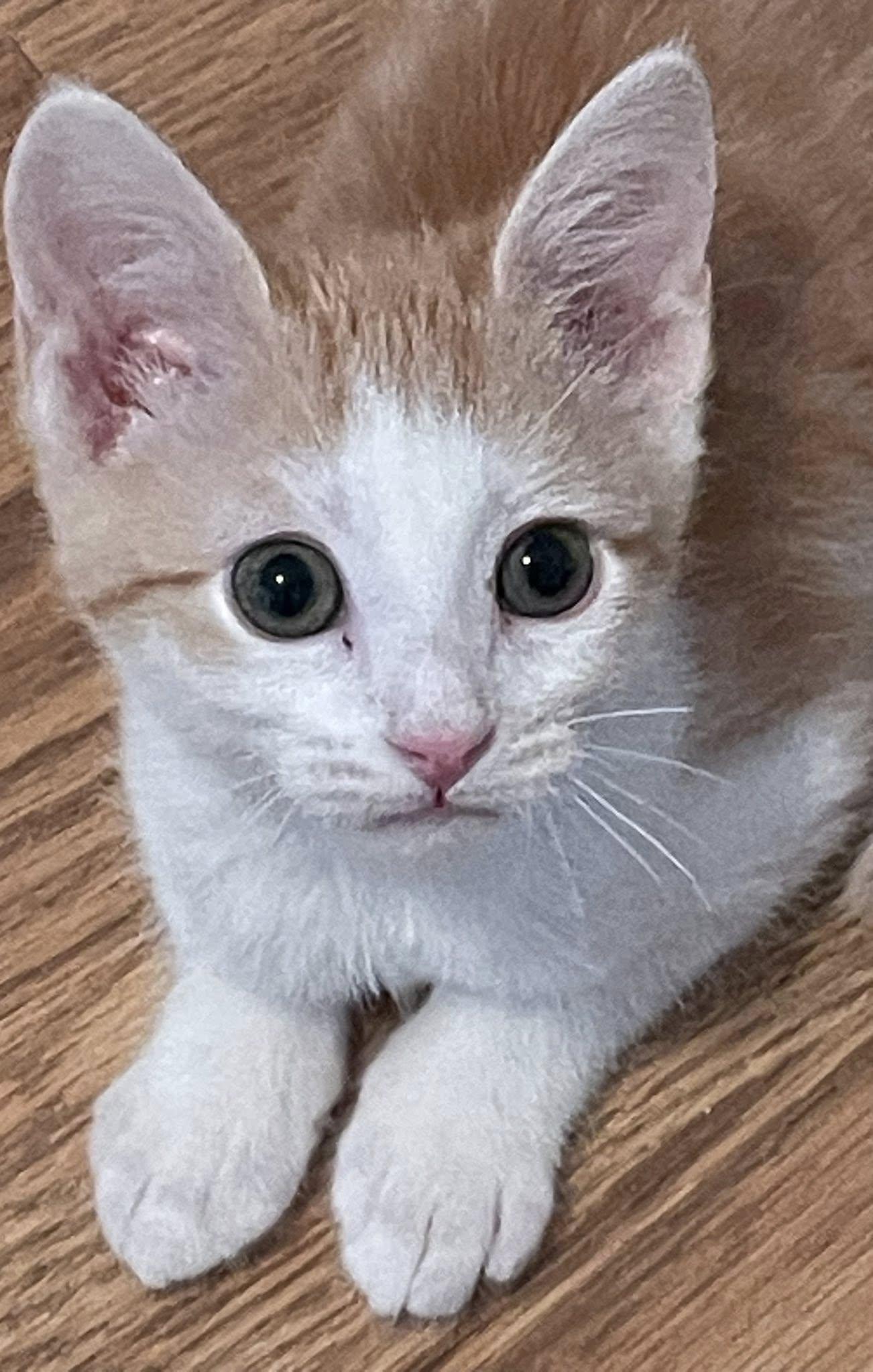 Enlarge Wesley, an adopted Domestic Short Hair in Concord, NC image 4/4