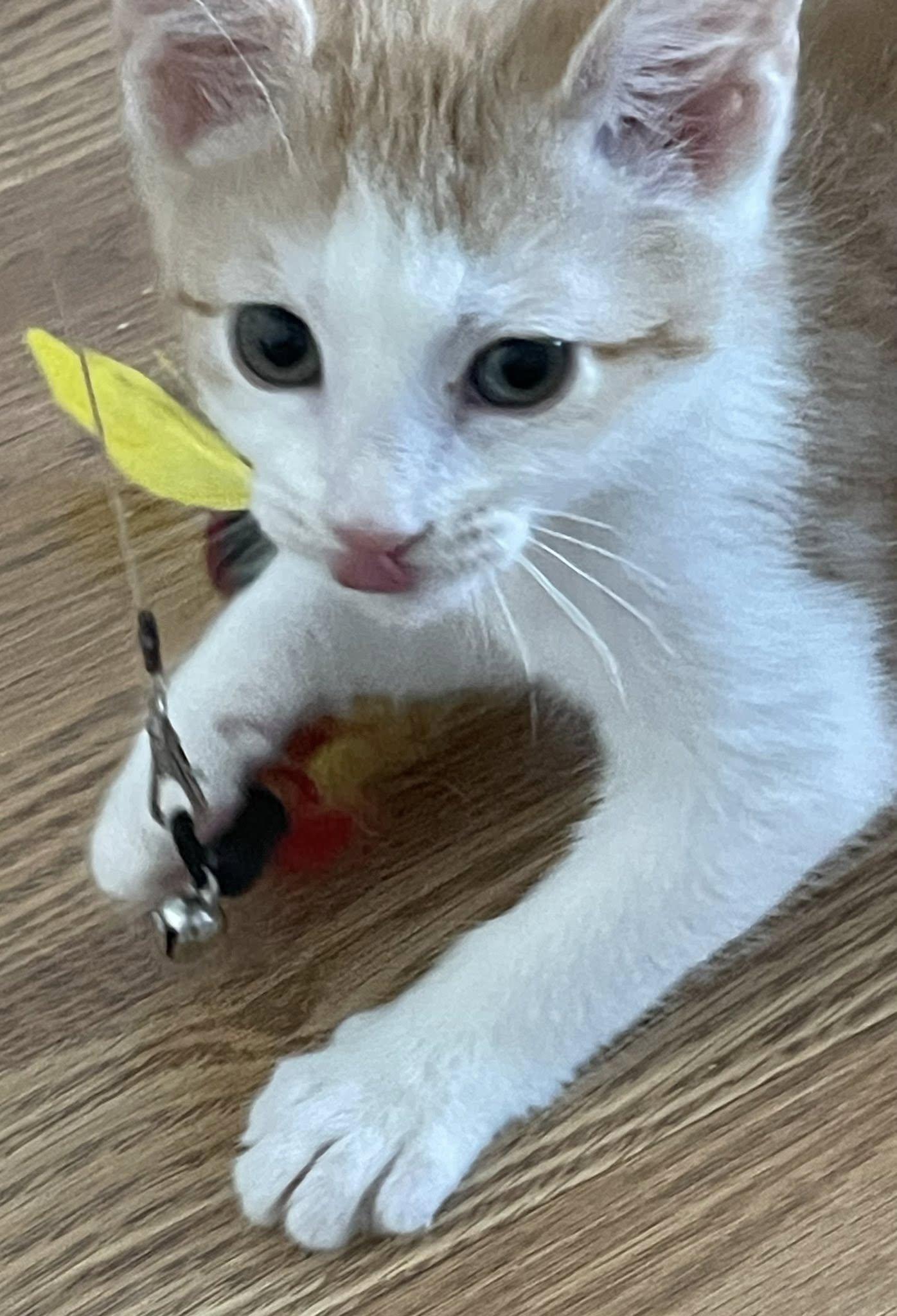 Enlarge Wesley, an adopted Domestic Short Hair in Concord, NC image 3/4