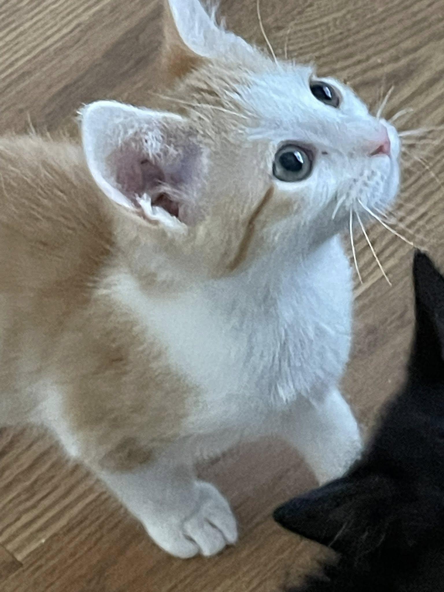 Wesley, adopted, Kitten Male Domestic Short Hair.