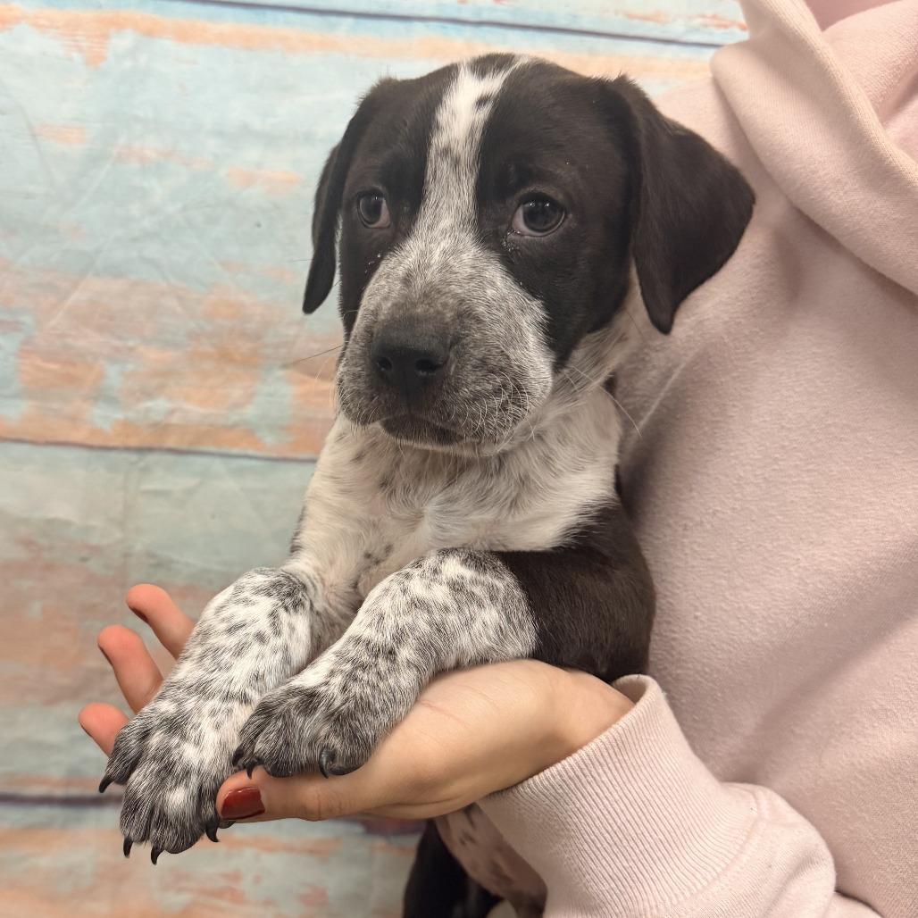 Kip, Adoptable, Puppy Male Mixed Breed.