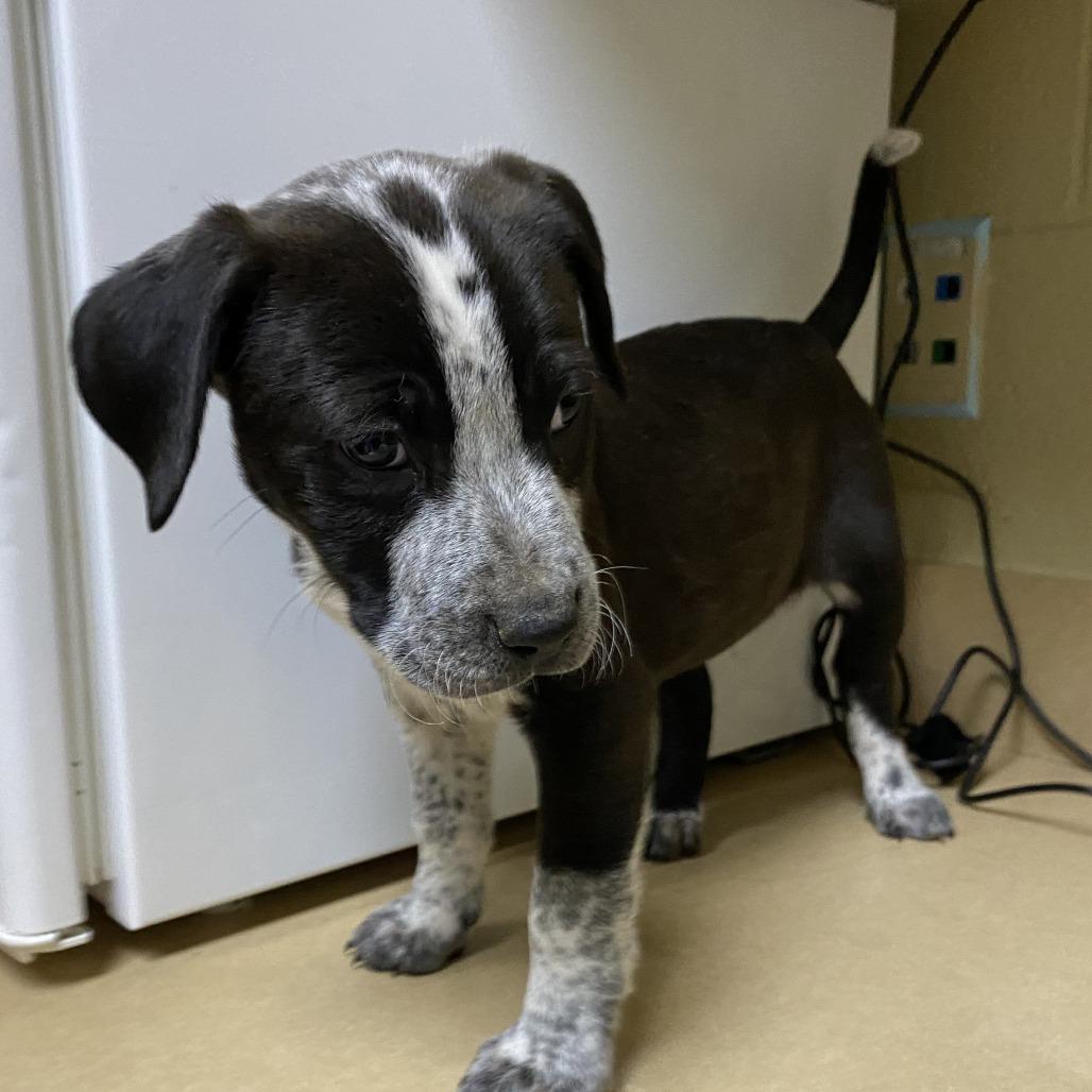 Enlarge Kip, a Adoptable Mixed Breed in Cheyenne, WY image 2/2