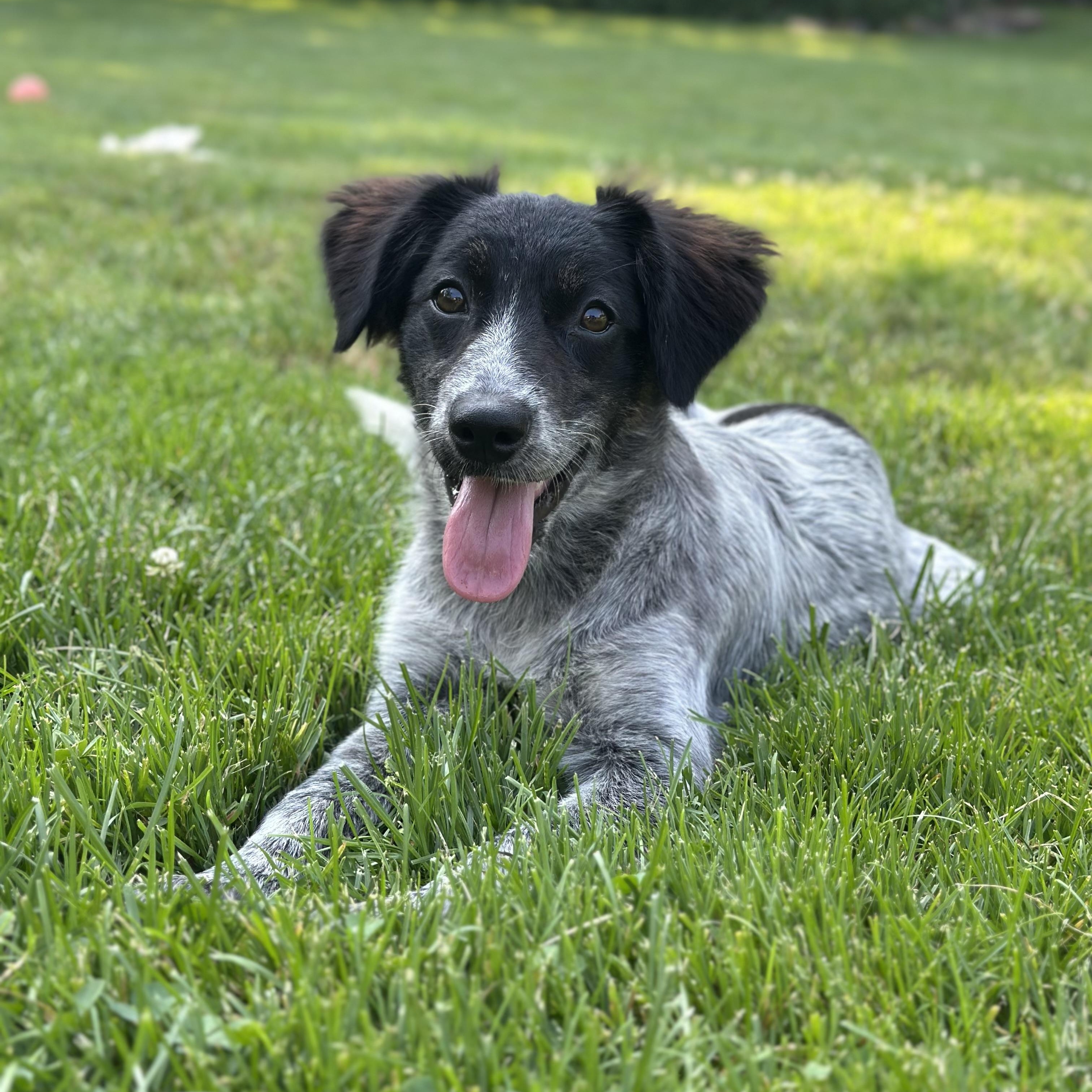 Garnet, Baby Female Mixed Breed