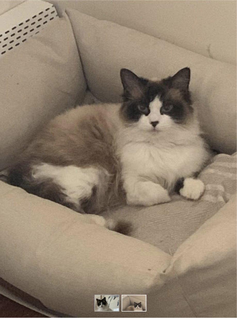 Enlarge Terra, a Adopted mixed breed in Pinckney, MI image 2/2