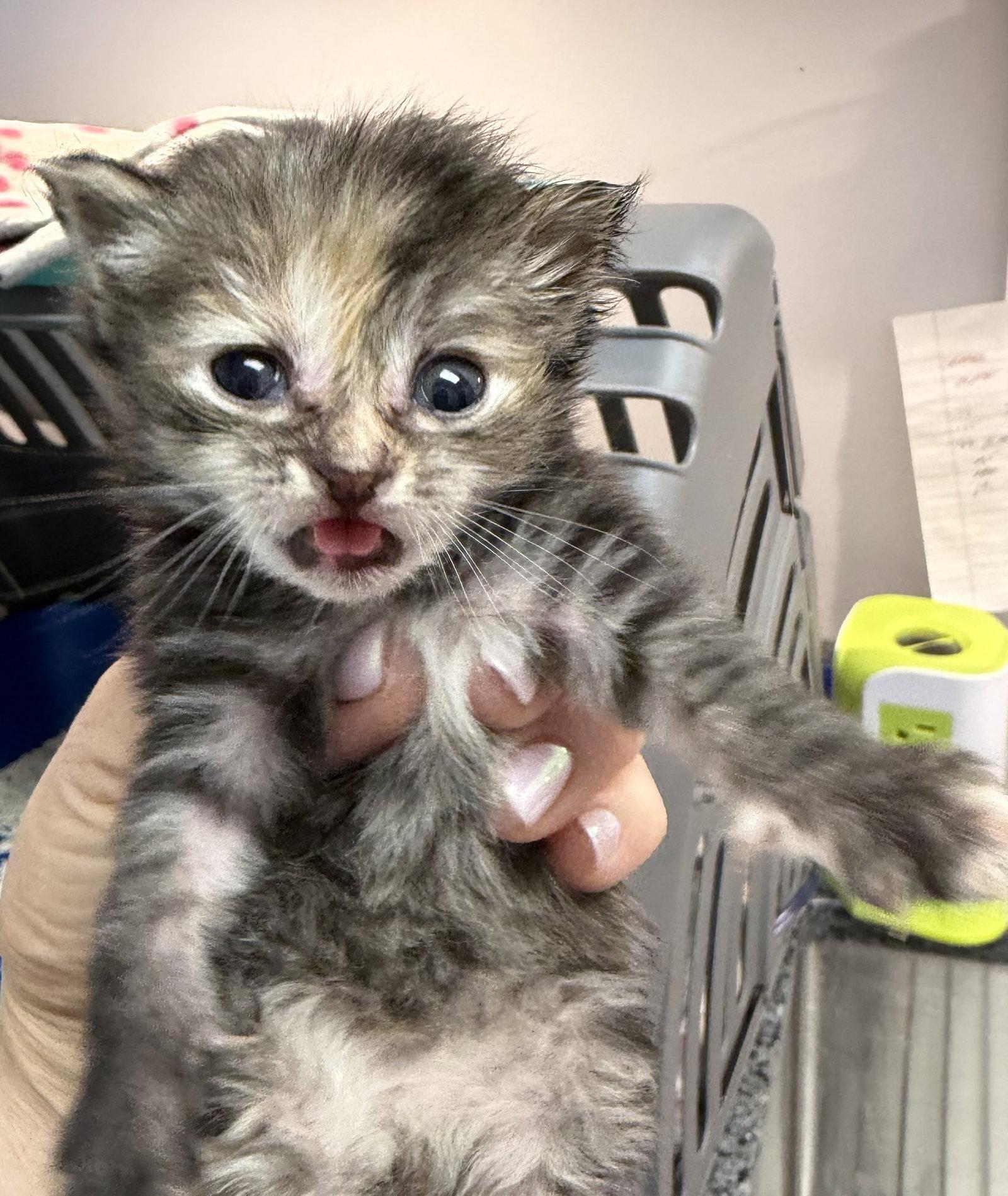 Daiquiri, Adopted, Kitten Female Domestic Short Hair.