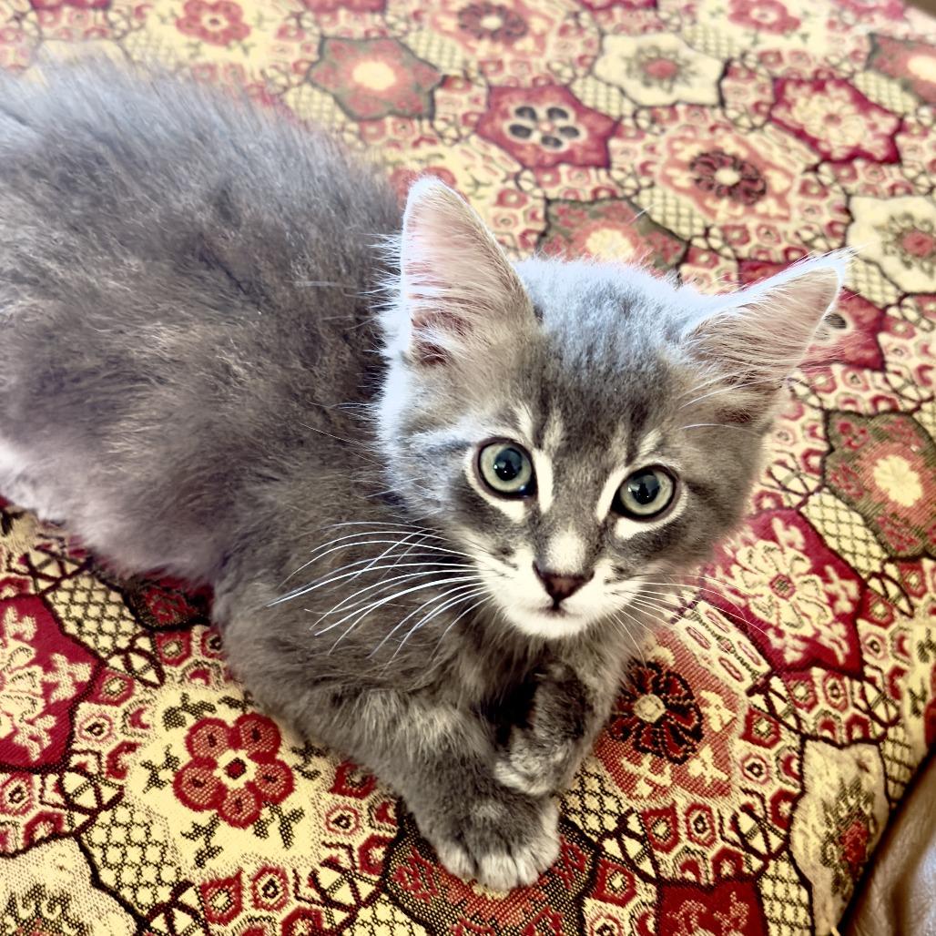 Grayson, Adoptable, Kitten Male Domestic Medium Hair.