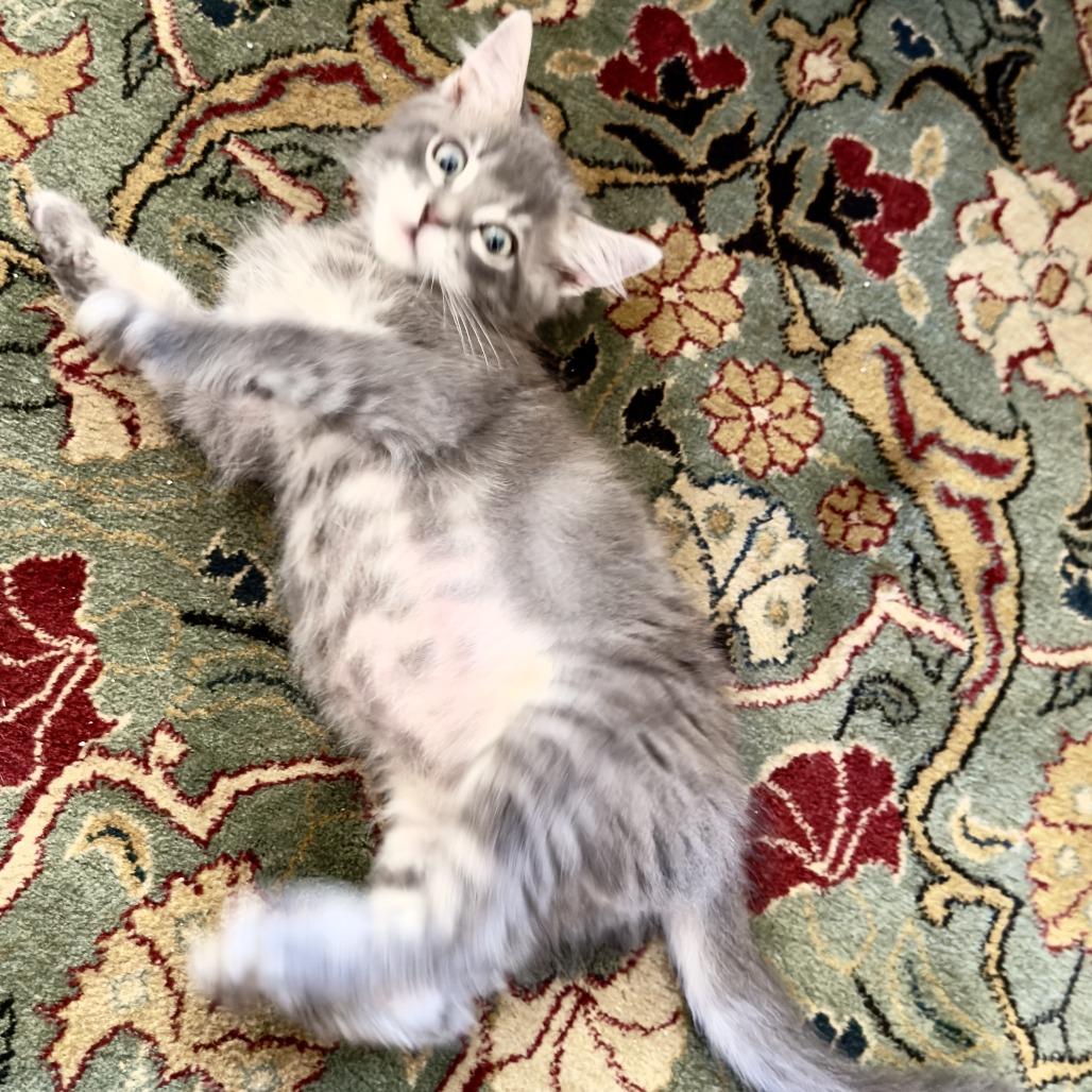 Enlarge Grayson, a Adoptable Domestic Medium Hair in Santa Rosa, CA image 2/3