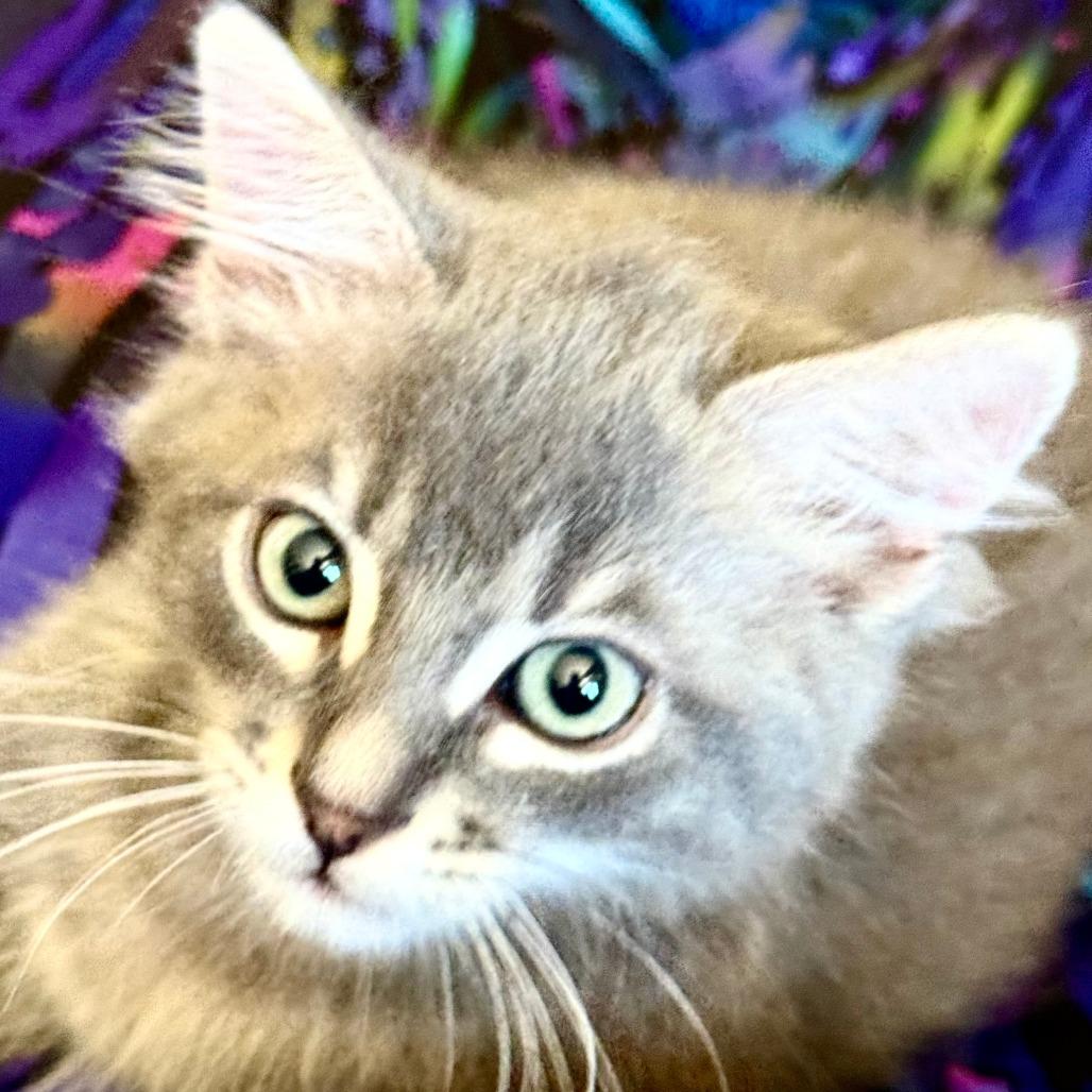 Enlarge Grayson, a Adoptable Domestic Medium Hair in Santa Rosa, CA image 3/3