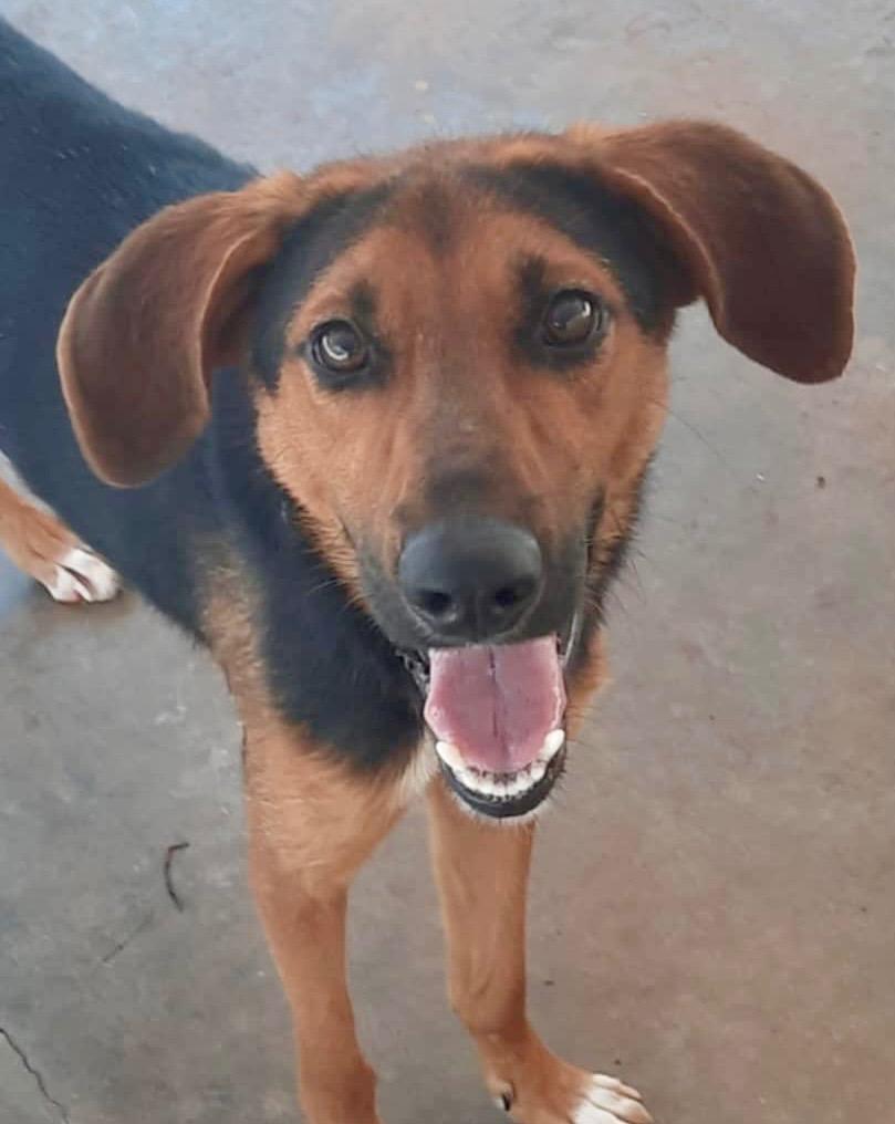 Enlarge Dwight, a Adoptable mixed breed in Forsyth, GA image 1/1