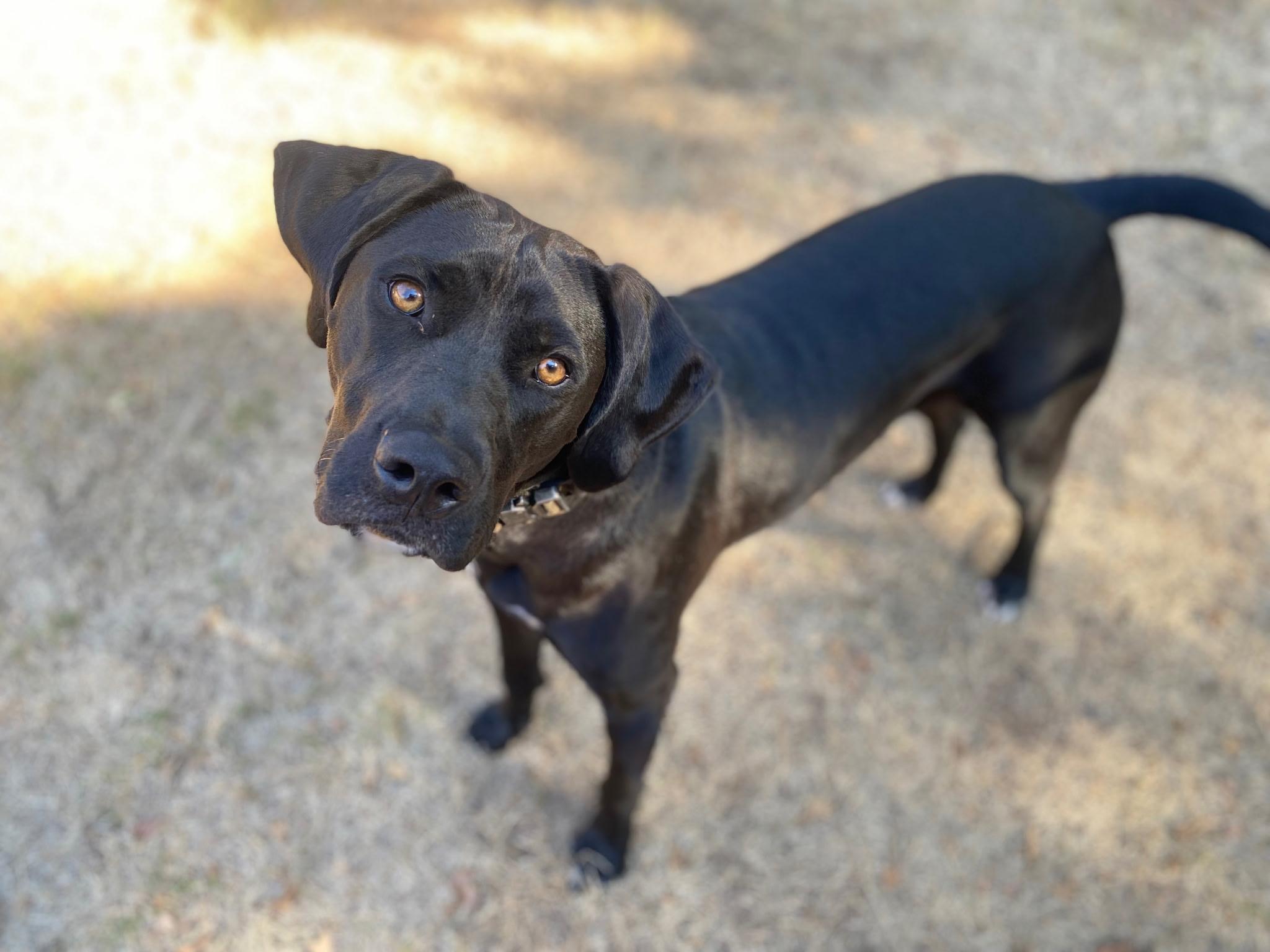 Enlarge Osi, a Adopted Labrador Retriever in Fort Worth, TX image 2/5